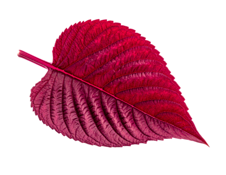 Single red leaf isolated transparent background decorative design element - Powered by Adobe