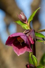 Hellebore in a garden border in spring