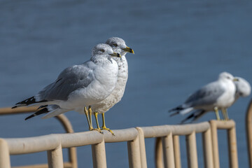 Pair of ring-billed gulls perched on a railing.