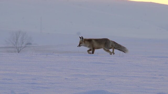 A solitary fox hunts for prey in a treeless, snowy winter landscape just before sunrise. The serene, frosty environment highlights the animal's struggle for survival in the extreme cold.