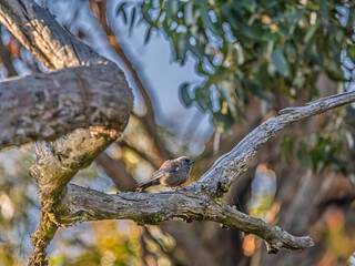 Dusky Woodswallows Side On Log