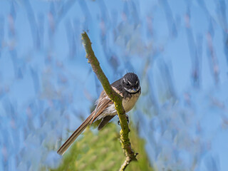 Willy Wagtail On Angled Perch Looks Down
