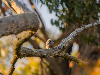 Dusky Woodswallows Head On Log