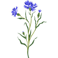 Single Blue Cornflower With Green Stems And Leaves On A Transparent Background With A Realistic Pixelated Artistic Style