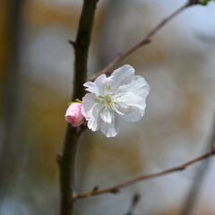 十月桜、21世紀の森と広場、千葉県松戸市