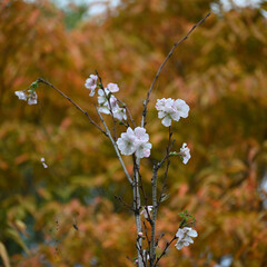 十月桜、21世紀の森と広場、千葉県松戸市