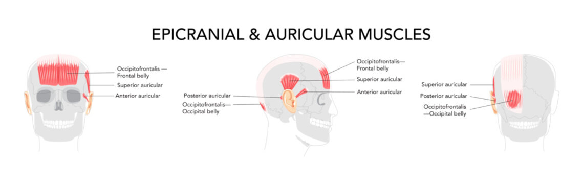 Head side and front muscle chart, occipitofrontalis labeled, auricular muscles superior anterior posterior, anatomical illustration, science reference, educational diagram for cranial region