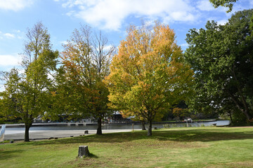 紅葉の木、21世紀の森と広場にて、千葉県松戸市