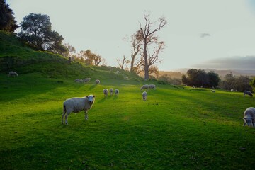Obraz premium Sheep moving around and eating grass at sunset time.