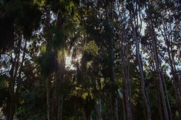 Obraz premium Path going through trees rustling with wind in summer.