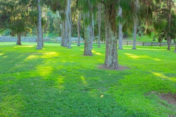 Obraz premium Path going through trees rustling with wind in summer.