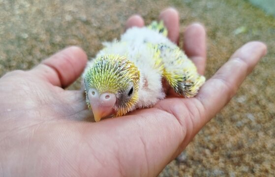 Budgie bird sitting on hand - Powered by Adobe