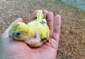 Budgie bird sitting on human hand