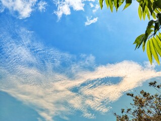 Leaves with branches under white clouds with blue sky background 