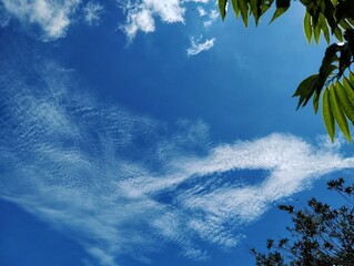 Leaves with branches under white clouds with blue sky background 