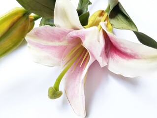 Pink lily flower on isolated white background 