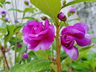 Impatiens balsamina (touch-me-not) flowers in the garden