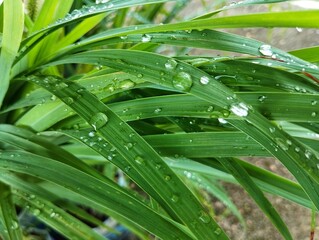 Water droplets on green leaves