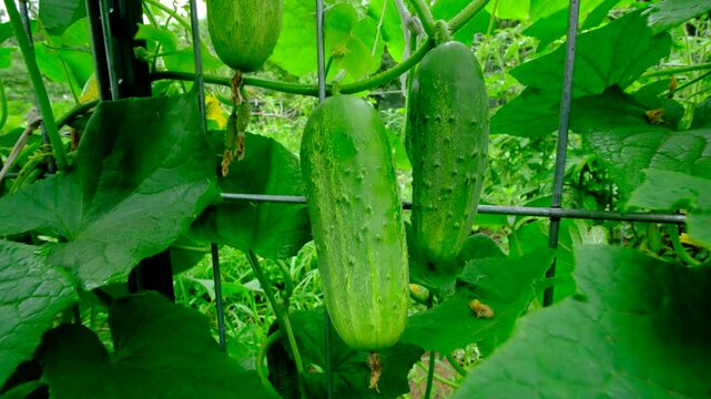 Moving camera toward perfectly grown gherkin cucumbers hanging from vines