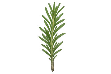 Fototapeta premium Rosemary sprig showing fresh green leaves, aromatic culinary herb for flavoring food and cooking, transparent background