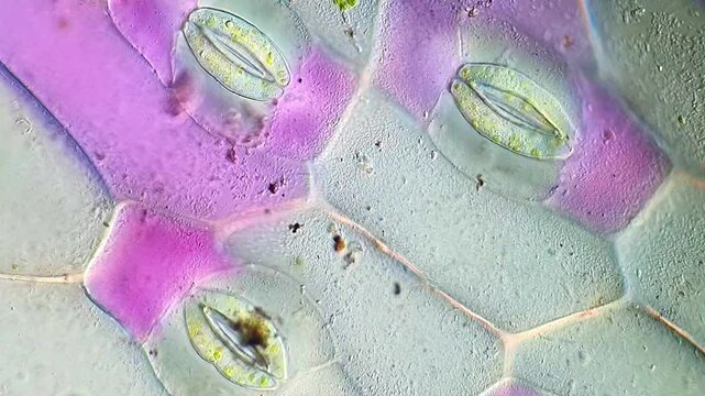 Microscopic Movement of Stomata on Plant Leaf Surface