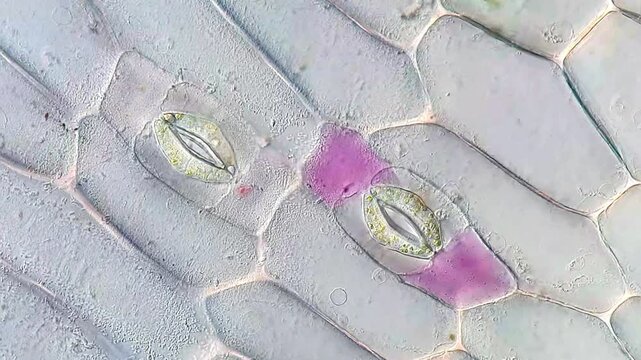 Cellular Structure and Stomata of Tradescantia discolor Leaf