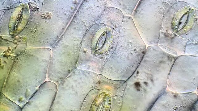 High-Detail View of Tradescantia spathacea Stomata and Epidermal Cells