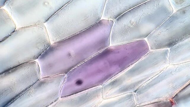 High Magnification View of Tradescantia spathacea Leaf Surface