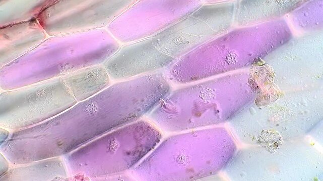 Close Microscopic Observation of Guard Cells in Tradescantia discolor