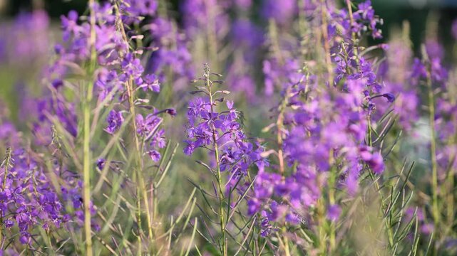 Fireweed wildflowers swaying, bringing purple color to a green summer meadow.