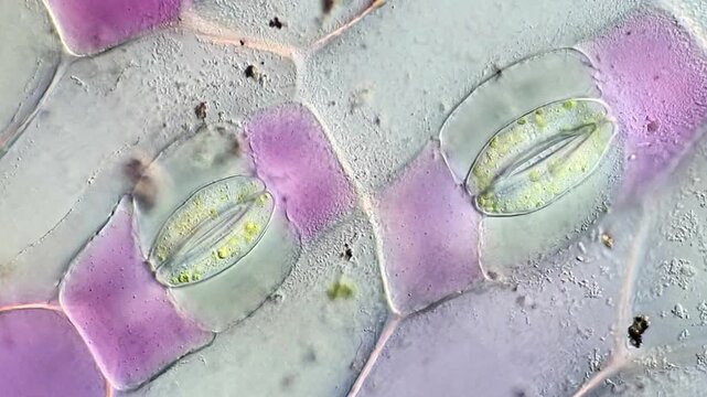 Tradescantia spathacea Stomata under High-Resolution Microscope