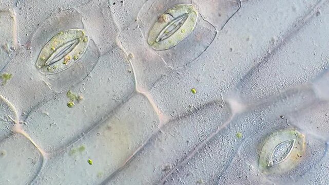High-Resolution Microscopy of Plant Stomata on Tradescantia Leaf