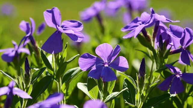 beautiful 4K macro shot violet periwinkle flowers swaying softly meadow under sunlight symbolizing peaceful beauty spring grace nature