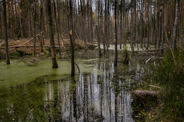 View of a forest swamp with trees reflected in calm green water during autumn in Poland. The scene shows fallen branches, moss, and reeds creating a natural wetland environment.