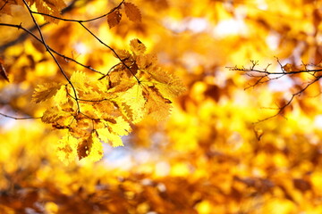 紅葉したミズナラの葉