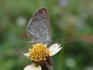 Dark Grass Blue (Zizeeria karsandra)