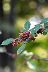 フユザンショウ　Winged Prickly Ash