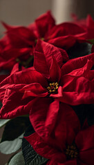 花弁の縁に宿る微細な光沢と内側の柔らかな陰影が静かな高揚を呼ぶ季節のスタンダードとなる接写素材. 生成AI