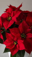 花弁の繊細なエッジと柔らかな光沢を強調したポインセチアのマクロ構図がカードやポスターの主役になる一枚. 生成AI