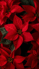 鮮やかな赤の濃淡と落ち着いた深緑のハーモニーがタイポグラフィを引き立てる上質なポインセチアの接写表現. 生成AI