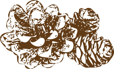 Pine cone. vintage engraving illustration. on transparent, png.  Christmas, New Year decor, silhouette
