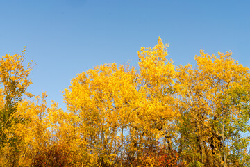 Yellow leaves glowing in evening sunlight on blue sky background