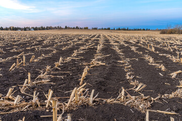 Harvested corn field with a stublbe on black soil