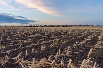 Harvested corn field with a stublbe on black soil