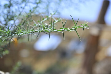 a thorny tree