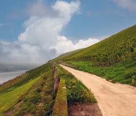 Gorgeous view of the Rheingau vineyards in Rüdesheim am Rhein, Rheingau, Hesse, Germany
