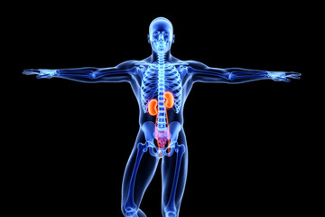 Obraz premium Human anatomy skeleton and organs glowing blue and orange kidneys