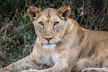 Naklejka premium Intense Stare of a Lioness Lying Down in the Undergrowth, Serengeti, Tanzania