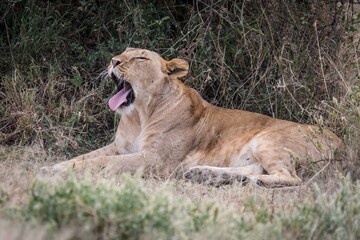 Lioness Yawning and Resting in the Wild