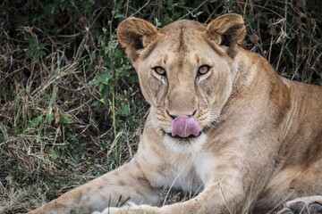 Intense Stare of a Lioness Lying Down in the Undergrowth, Serengeti, Tanzania